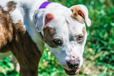 Close-up of boxer dog