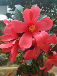 Close-up of red flowers