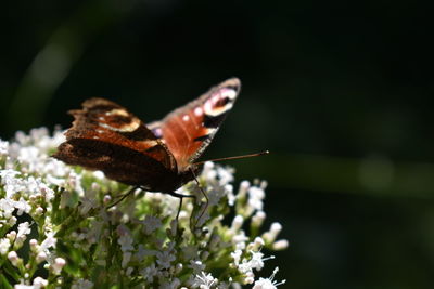 Close-up of butterfly pollinating on flower