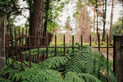 Close-up of overgrown fence