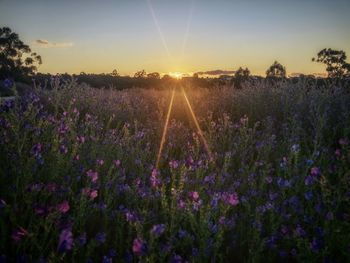 Purple flowering plants on field against sky during sunset