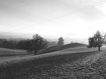 Trees on field against sky