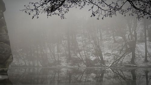Bare trees against sky