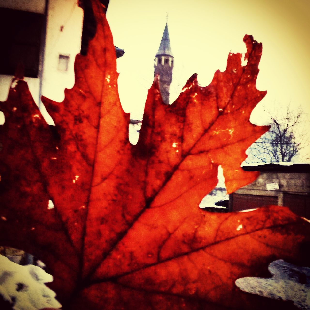 leaf, autumn, season, close-up, change, red, leaf vein, maple leaf, orange color, focus on foreground, leaves, nature, no people, day, water, outdoors, dry, single object, selective focus, weather