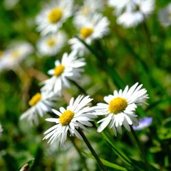 Close-up of white daisy flowers