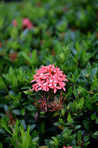 Close-up of pink flowers blooming outdoors
