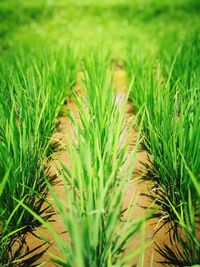 Close-up of grass