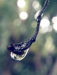 Close-up of water drop on plant