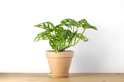 Close-up of potted plant on table against white background