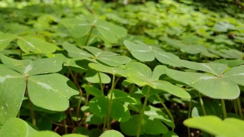 Close-up of raindrops on leaves