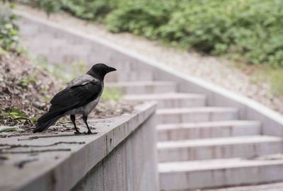 Bird perching on wall