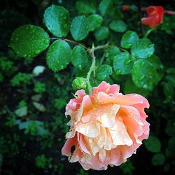 Close-up of flower blooming outdoors