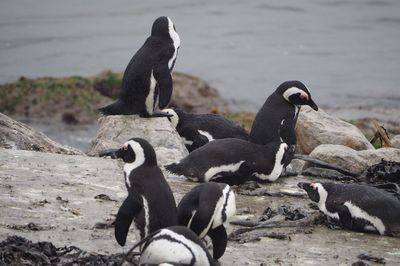 View of birds at beach