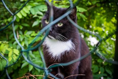 Close-up of cat seen through fence