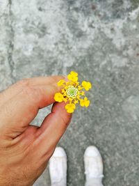 Low section of man holding yellow flower