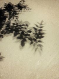 High angle view of sunlight falling on plants