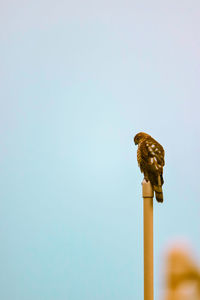 Low angle view of bird perching on pole against clear sky