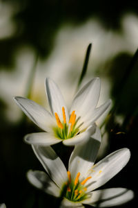 Close-up of white flower