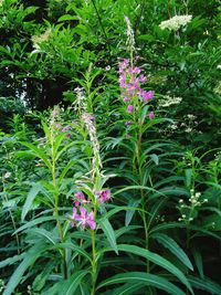 Close-up of purple flowers blooming outdoors