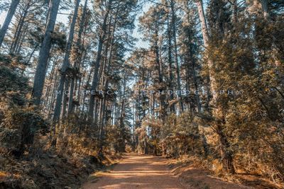 Road amidst trees in forest during autumn