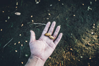 Cropped hand holding seed over field