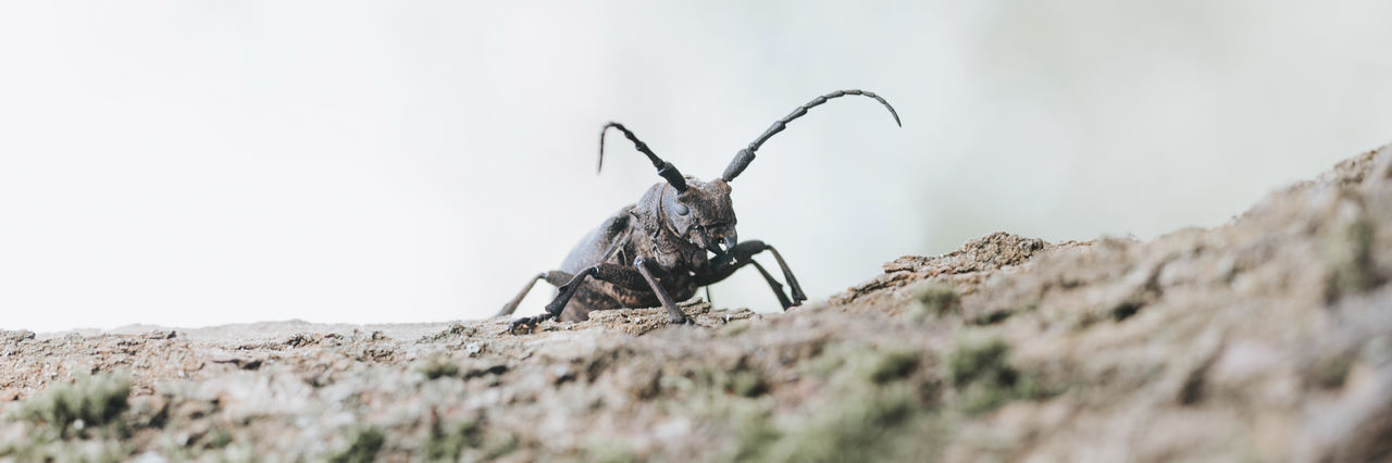 CLOSE-UP OF BUTTERFLY ON ROCK