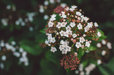 Close-up of flowers against blurred background