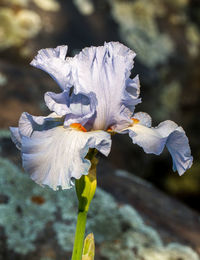 Close-up of white flowers