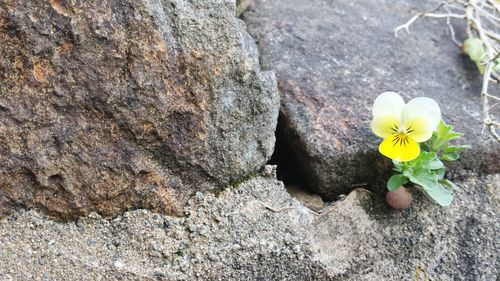 Close-up of yellow flower blooming in park