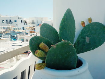 Close-up of prickly pear cactus