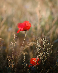 Close-up of red poppy flower on field