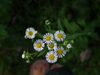 Close-up of white flowering plants