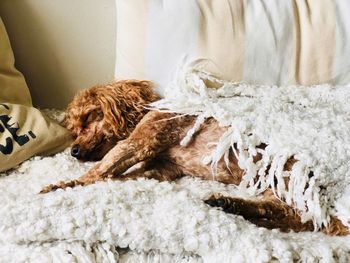 Dog sleeping on sofa at home