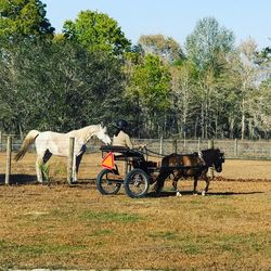 Horse cart by trees against sky