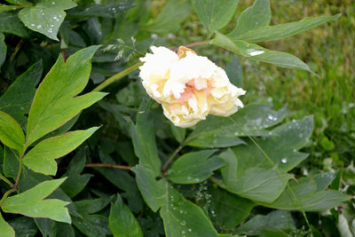 Close-up of flowering plant