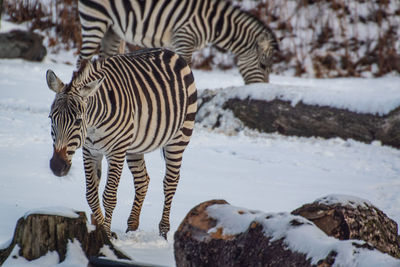 Zebras in a snow