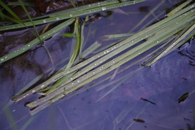 High angle view of wet leaves