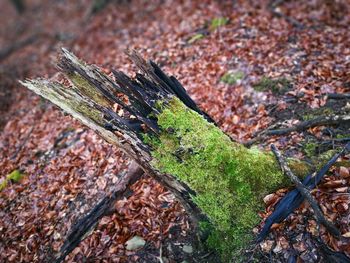 High angle view of sunlight falling on wood in forest