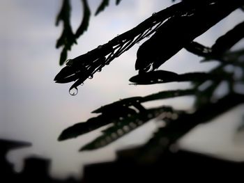 Close-up of silhouette plant against sky at dusk