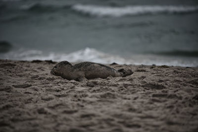 Close-up of turtle on beach