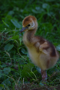 Close-up of a bird on field