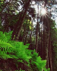 Sun shining through trees in forest