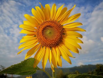 Close-up of yellow sunflower against sky
