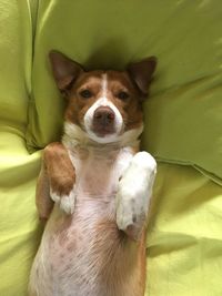 Portrait of dog relaxing on bed