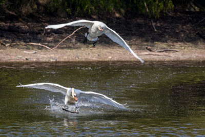 Seagull flying over a lake