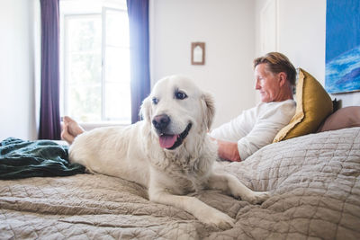 Dog looking away while relaxing with senior pet owner on bed at home