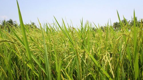 Close-up of stalks in field against sky