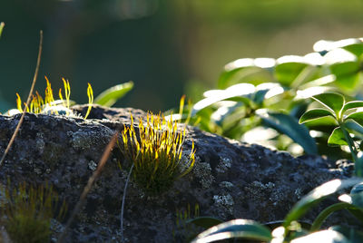 Close-up of lizard on plant