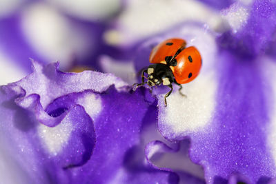Close-up of ladybug on plant