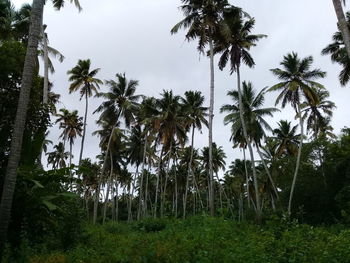 Palm trees in forest against sky